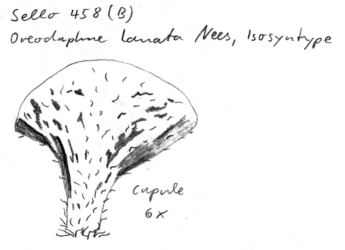 Vorschaubild Oreodaphne lanata Nees & Mart.